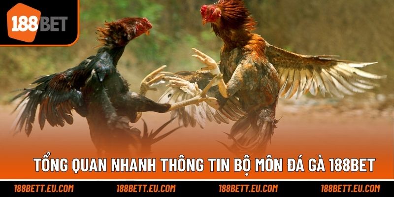 Cơ bản thông tin bộ môn thi đấu đá gà ấn tượng 